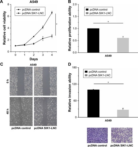 Figure 3 SIK1-LNC overexpression impaired cell viability, proliferative, migrative, and invasive abilities of A549 cells. (A) CCK-8 assay indicated that A549 cell viability in pcDNA SIK1-LNC groups was lower than that in the pcDNA control group (P<0.05). (B) The Brdu assays showed that cell proliferation properties were apparently impaired in the pcDNA SIK1-LNC group when compared with the pcDNA control group (P<0.05). (C) The wound healing and (D) cell invasion assays indicated that the pcDNA SIK1-LNC group showed significant inhibition on cell migration and invasion, in contrast with the pcDNA control group (P<0.05).