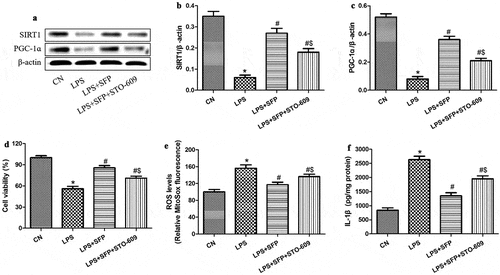 Figure 7. Sulforaphane (SFP) protects Caco-2 cells against LPS-induced injury by activating AMPK. Cells were exposed for 24 h to LPS (1 μg/mL) and SFP (1 μM). (a) Representative Western blot. (b-c) Relative levels of SIRT1 and PGC-1ɑ. (d) Cell viability. (e) Mitochondrial ROS levels, based on MitoSox dye oxidation. (f) IL-1β levels. Values are mean ± SD (n = 3). *P < 0.05 vs. control group (CN); #P < 0.05 vs. LPS group; $P < 0.05 vs. LPS+SFP group