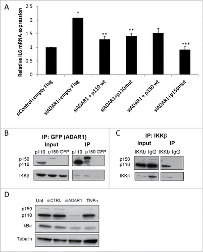 Figure 6. ADAR1 regulatory effect on NFκ(B)cascade is editing independent. (A) Relative IL6 mRNA expression levels normalized to HPRT as measured by qPCR, following co- transfection of HepG2 cells with siADAR1 and either one of the following 5 plasmids: p110 WT, p110 mutated in the editase domain (mut) p150WT, p150 mut and empty Flag plasmid. Transfection with siControl and empty Flag plasmid served as the negative control. Bar graphs show mean ± SEM of n = 3 experiments. (B) ADAR1-p110- GFP and ADAR1-p150-GFP plasmids were transfected into HepG2 cells. Co-IP of cell extracts using GFP-trap beads. The levels of IKKβ were detected using WB analysis with specific Abs. Expression of empty GFP vector served as negative control. (C) Co-IP of cell extracts using anti-IKKβ specific Abs and protein A-coated beads. The protein levels of ADAR1 p110 and P150 were detected using WB analysis with anti-ADAR1 specific Abs. Rabbit IgG served as negative control. Total cell lysate (input), and IP (bound) fractions served as positive control. (D) Representative WB analysis of ADAR1 p110 and p150 isoforms and IκB protein level in untreated, siControl and siADAR1 transfected HepG2 cells. TNF treatment served as positive control for NFκB pathway activation.