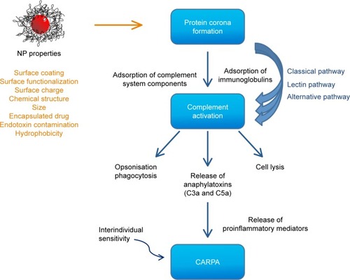 Figure 4 Schematic illustration of the impact of physicochemical properties of NPs on the interaction with the complement system and the induction of CARPA.Abbreviations: CARPA, complement activation-related pseudoallergy; NP, nanoparticle.