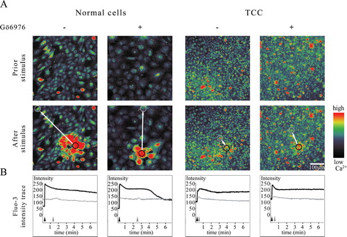Figure 2 Calcium mediated signal transduction in normal urothelial and 5637 TCC cells with and without Gö6976. A) Upper image is taken prior to micromanipulator stimulation of one cell and lower image immediately after the calcium wave had reached its maximal distance (white arrows). Pseudocolors from black through rainbow colors to red are used to illustrate changes in the intracellular calcium concentration. B) Curves beneath images illustrate changes in cytosolic calcium concentrations within selected cells: black line for stimulated cell and gray line for the most peripheral reacting cell. Black and gray arrowheads indicate the time point where cells start to raise their cytosolic calcium concentration. All images are presented with the same magnification.
