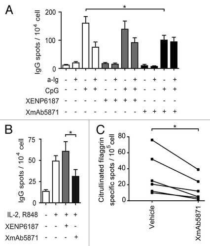 Figure 5. The effect of XmAb5871 on total and citrullinated peptide-specific IgG production as detected by ELISPOT assay (A) Purified human B cells were cultured with anti-Ig (2.5 μg/ml) or CpG (0.5 μg/ml) for 3 d in the presence of IL-2 (50 ng/ml) and IL-10 (50 ng/ml), and XmAb5871 or XENP6187 (10 μg/ml), respectively. The number of IgG-secreting cells was evaluated by ELISPOT assay on anti-IgG-coated nitrocellulose plates. Data represent the mean ± SD of seven independent experiments. *: P < 0.05. (B) B cells were stimulated by IL-2 (10 ng/ml) and R848 (1 μg/ml) for 3 d in the presence of XENP6187 or XmAb5871 antibodies. The number of IgG-secreting cells was assessed as above. Data represent the mean ± SD of seven independent experiments. *: P < 0.05. (C) Citrullinated filaggrin peptide-specific IgG-producing B cells were tested upon activation with IL-2 (10 ng/ml) and R848 (1 μg/ml) for 3 d with or without XmAb5871. The citrullinated filaggrin peptide-specific IgG secreting cells were detected on peptide-coated nitrocellulose plates. The results for B cells from six different ACPA-positive RA patients are shown. XmAb5871 significantly inhibited the development of citrullin-containing filaggrin peptide-specific antibody-forming cells, *: P < 0.05.