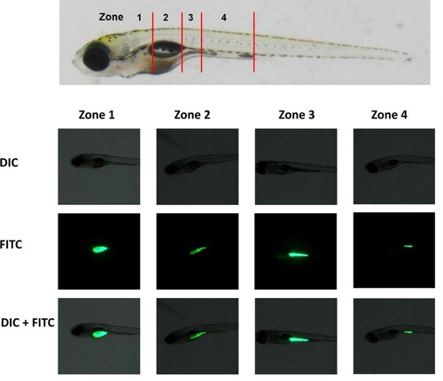 Figure 1. Type of intestinal transit zone. To analyze intestinal transit in zebrafish populations, individual larvae were classified into four zones according to the location of the fluorescent tracer in the intestinal tract. Zone 1 was the region of the intestinal bulb rostral to the swim bladder. Zone 2 was the region of the intestinal bulb ventral to the swim bladder. Zone 3 was the region of the junction between the swim bladder and the mid-intestine. Zone 4 was the region between the mid-intestine and posterior intestine. DIC, differential interference contrast microscopy; FITC, FITC fluorescence microscopy; DIC + FITC, merged DIC and FITC images.