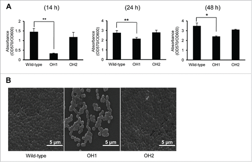 Figure 2. Biofilm formation of A. nosocomialis strains. (A) Bacteria were cultured in polystyrene tubes at 30°C for 14 h, 24 h, and 48 h. Biofilm formation was quantified by calculating the ratio of A570/A600. (B) SEM analysis of bacterial biofilms formed on the plastic surfaces at 14 h. Means ± standard deviation were calculated based on the results of three independent experiments. Wild-type, A. nosocomialis ATCC 17903T; OH1, ΔompA mutant; OH2, ompA complemented strain. *,P < 0.05; **,P < 0.01.