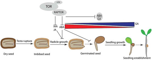 Figure 3. RAPTOR1B positively regulates seed germination in Arabidopsis thaliana.