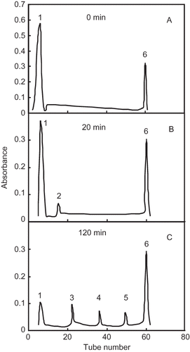Figure 2 Sephadex G-200 chromatogram (490 nm) of starch of PSP product before zymolysis (0 min) (A), at 20 min (B) and 120 min (C) after zymolysis.