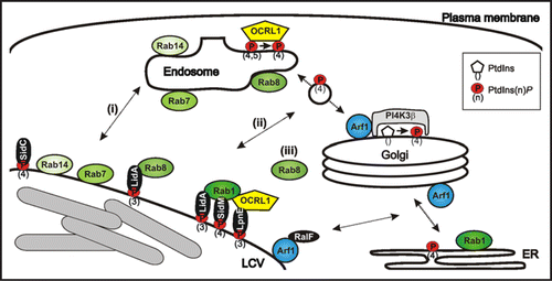 Figure 1 Communication of LCVs with endosomal and secretory trafficking pathways. LCVs are decorated with endosomal and secretory markers, which might be acquired by (i) direct fusion with cell organelles, (ii) interaction with transport vesicles shuttling between compartments, or (iii) recruitment from the cytoplasm. L. pneumophila produces two distinct classes of Icm/Dot-translocated effector proteins, which interact with PtdIns(4)P (SidC, SidM)Citation5,Citation18,Citation35 or PtdIns(3)P (LpnE, LidA),Citation15,Citation35 respectively.