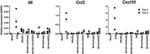 Figure 5. B6-K18-hACE2, BALB/c Ad-ACE2, and B6 Ad-ACE2 cytokine/chemokine induction. Cytokine/chemokine production in the lung was measured by qPCR at day 2 or 5 post-infection for samples in Figures 2 and 3.