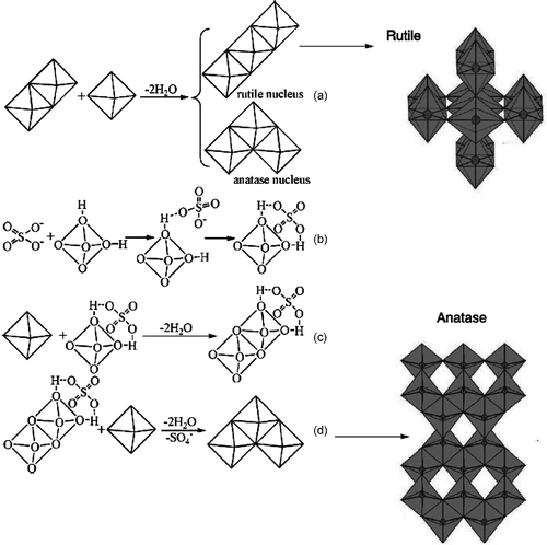 Figure 2. Proposed mechanism for preparation of TiO2 with rutile or anatase phases: (a) the orientation of the third octahedron determines whether a rutile or an anatase nucleus is formed; (b) interaction between and octahedral hydroxyls; (c) two octahedra share edge in the presence of ; (d) formation of anatase in the presence of .