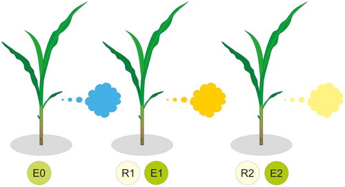 Figure 2. Volatile cues in network plant interactions. Exposure to volatile cues from emitter (E0) reveals their physiological status and change volatile emission of receiver 1 (R1) which becomes emitter 1 (E1) reflecting through specific volatiles their own responses to the presence of E0 plants further to receiver 2 (R2).