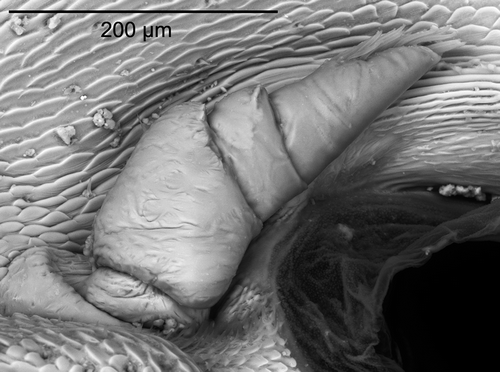 Figure 6. Armadillidium virgo n. sp., antennula. Scale bar: 200 µm.
