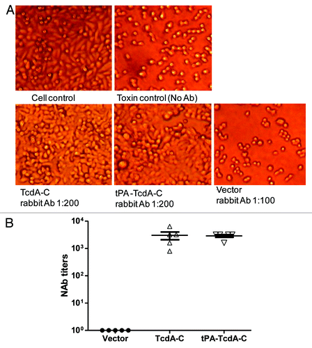 Figure 5. Anti-TcdA neutralizing activity measured against HT-29 cells. (A) Light microscopic images of HT-29 cells with various treatments: “Cell control” lacks treatment by both diluted bacteria culture filtrate and rabbit immune sera; “Toxin control” is the addition of diluted bacteria culture filtrate without any rabbit immune sera; “TcdA-C,” “tPA-TcdA-C” or “Vector” indicates that the cells were cultured with diluted bacteria culture filtrate pre-incubated with sera from one of the following rabbit groups: TcdA-C, tPA-TcdA-C or empty vector. Sera were diluted at 1:200 except for vector control group sera, which was diluted at 1:100 dilution. (B) Summary of anti-TcdA neutralizing antibody titers (NAb) in individual rabbit sera two weeks after the 4th DNA immunization.