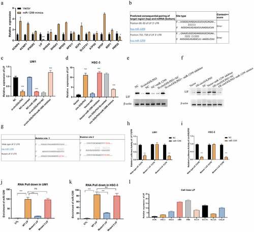 Figure 4. MicroRNA-1299 (miR-1299) regulates the expression of LIF. (a) UM1 cells were subjected to quantitative real-time polymerase chain reaction (qRT-PCR). (b) The predicted binding sites of miR-1299 in LIF 3’-untranslated region (UTR). (c) miR-1299 mimics were transfected into negative control (NC)-transfected UM1 cells, while miR-1299 inhibitor was transfected into si-circGOLPH3 UM1 cells. LIF mRNA levels in the transfected cells were examined using qRT-PCR. (d) miR-1299 inhibitor was transfected into empty vector-transfected HSC-3 cells, while miR-1299 mimics were transfected into circGOLPH3 overexpression plasmid-transfected HSC-3 cells. LIF mRNA levels in the transfected cells were determined using qRT-PCR. (e–f) LIF protein levels in UM1 (e) and HSC-3 (f) cells were examined using western blotting. (g) Mutants of two predicted miR-1299-binding sites in LIF 3’-UTR. (h–i) Luciferase activities of wild-type LIF 3’-UTR, LIF 3’-UTR with mutant binding site 1 and LIF 3’-UTR with mutant binding site 2. (j–k) UM1 and HSC-3 cells were subjected to RNA pull-down assay to determine the interaction of miR-1299 with wild-type LIF 3’-UTR, LIF 3’-UTR with mutant binding site 1, and LIF 3’-UTR with mutant binding site 2. (l) LIF mRNA levels in oral squamous cell carcinoma cell lines were examined using qRT-PCR.