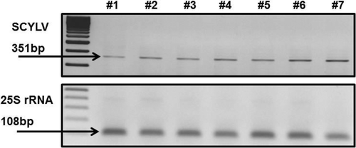 Fig. 3. RT-PCR analysis of SCYLV in the internodes of SCYLV-infected sugarcane plants (H87-4094). The data show progressive increase of SCYLV accumulation from internode #1 (immature) to #7 (mature). Numbers indicate the internodes from #1 (immature) to #7 (mature) according their position on the stem. M: DNA molecular size markers 100 bp and 50 bp (Fermentas, St Leon-Rot, Germany). The lower panel shows the transcription of ribosomal RNA (25S rRNA 108 bp) as transcription and amplification control.