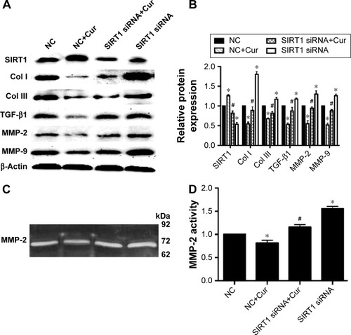 Figure 6 SIRT1 siRNA attenuated the protective effect of curcumin against collagen deposition and ECM degradation in Ang II-treated cardiac fibroblasts (CFs).