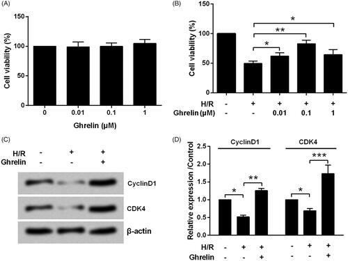 Figure 1. Ghrelin protects H9c2 cells against hypoxia/reoxygenation (H/R)-induced growth inhibition. (A) H9c2 cells were treated with various concentrations of ghrelin. (B) H9c2 cells were pre-treated with various concentrations of ghrelin and then subjected to H/R. Cell viability was tested by CCK-8 assay. (C–D) After the treatment of 0.1 μM ghrelin and stimulation with H/R, expression of cell-cycle-related proteins was measured by Western blot. *, ** and *** stand for p < .05, p < .01 and p < .001, respectively.