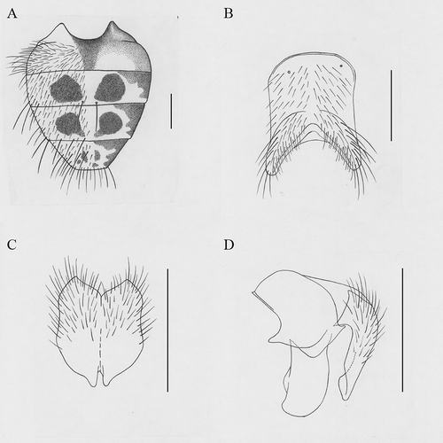 Figure 3. Helina longisurstyla Xue and Sun, sp. nov. (A) Male, abdomen in dorsal view; (B) male, sternite 5 in ventral view; (C) male, cerci in posterior view; (D) male, terminalia in profile. Scale bars: A, 1 mm; B–D, 0.5 mm.
