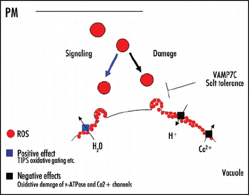 Figure 2 Model. Suggested mode of action for intracellular ROS localization during early events of salt stress in Arabidopsis root cells: In order to maintain vacuolar water status and reduce root hydraulic conductivity, ROS (red dots) are isolated from cell compartments in endosomes and delivered to the tonoplast via vacuolar vesicle trafficking, where oxidative gating of TIPs (blue square) occurs. After oxidative damage accumulates the vacuolar trafficking is shut down by the reduced expression of the AtVAMP7C genes.