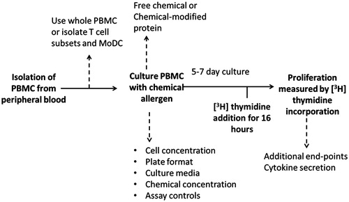 Figure 1. Schematic of conventional lymphocyte transformation test protocol (bold) for peripheral blood mononuclear cells (PBMC) in response to re-stimulation with chemical allergen with the addition of factors to consider (dashed lines) for improved assay design.