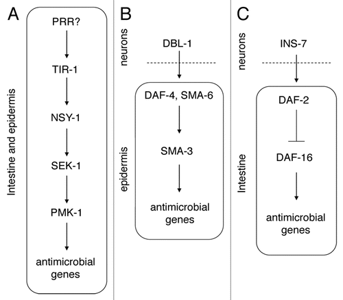 Figure 2 Innate immunity regulation in C. elegans. Three key signaling pathways regulate innate immunity in C. elegans. The p38 MAPK cascade functions in the intestine and epidermis to regulate antimicrobial gene expression, and includes TIR-1, a protein with a conserved TIR domain, the MAPKKK NSY-1, the MAPKK SEK-1 and the MAPK PMK-1 (A). How this pathway senses pathogens is still unclear, but the specificity of the nematode innate immune response suggests that several pathogen recognition receptors (PRRs) exist in the genome. The TGFβ family member DBL-1 is synthesized in neurons and controls expression of antimicrobial genes in the epidermis (B). DBL-1 signals via the TGFβ receptor (composed of DAF-4 and SMA-6) and a downstream SMAD (SMA-3). Neuronal expression of the insulin-like peptide INS-7 also regulates antimicrobial gene expression non-autonomously, acting on the DAF-2 receptor and downstream signaling components, including DAF-16 in the intestine (C).