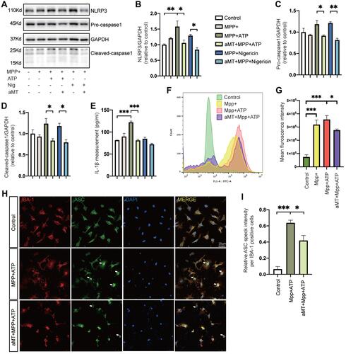 Figure 4 Melatonin suppresses MPP+-induced NLRP3 inflammasome activation in vitro. (A‒D) Immunoblot analysis of NLRP3, caspase 1 (full-length and cleaved forms) from mouse BV2 cells primed with MPP+ (500 μM, 6 h), followed by ATP (2.5 mM, 30 min) or nigericin (10 μM, 45 min); or MPP+ (500 μM, 6 h) + melatonin (100 μM, 6 h) followed by ATP (2.5 mM, 30 min) or nigericin (10 μM, 45 min). (E) Quantification of IL-1β in the BV2 cell culture supernatants. (F and G) Intracellular levels of ROS were detected in MPP+-treated (500 μM, 6 h) BV2 cells followed by ATP (2.5 mM, 30 min), with or without melatonin (100 μM, 6 h) pretreatment. Mean fluorescence intensity was quantified by FlowJo in (G). (H) Representative immunofluorescence image of primary microglia treated with PBS or MPP+ followed by ATP, with or without melatonin pretreatment, stained with anti-ASC antibody (green) and anti-IBA1 antibody (red). DAPI represents the nuclear signal (blue). Scale bars = 25 μm. White arrows indicate ASC specks. (I) Quantification of relative ASC speck intensity per IBA1-positive cells. aMT, melatonin; Nig, Nigericin. *P < 0.05, **P < 0.01, ***P<0.001. Data are expressed as the mean ± SEM, all experiments were repeated at least 3 times.