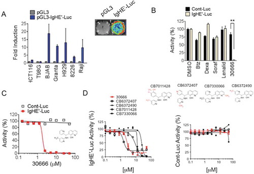 Figure 1. Compound 30666 inhibits IgH gene enhancer transcriptional activity.(A) The indicated cell lines were transfected with a control firefly luciferase reporter (pGL3) or a reporter driven by a variable IgH promoter and Eμ intronic IgH enhancer sequence (IGHE’-Luc). Reporter activity is shown as folds above control reporter. A representative bioluminescence image is shown on the right.(B) IgH enhancer activity was measured following treatment with agents that are approved for the treatment of MM (bortezomib, Btz, 5 nM; dexamethasone, Dexa, 10 μM; lenalidomide, Lenalid, 100 μM) or the multi-kinase inhibitor sorafenib (2 μM). A control reporter is shown as an internal standard to account for any non-specific drug activity. Compound 30666 was included as a positive control.(C) BJAB cells expressing IgH enhancer driven reporter (IGHE’-Luc) or control reporter were treated with a dose range of compound 30666 for 16 hours. Reporter activity is shown as a percentage of control (DMSO) treated cells. The chemical structure of compound 30666 (7-[[(4-methyl-2-pyridinyl)amino](2-pyridinyl)methyl]-8-quinolinol, C21H18N4O) is shown in the inset.(D) BJAB cells expressing IGHE’-Luc (left panel) or control reporter (right panel) were treated with a dose range of 30666 derivatives for 16 hours. Reporter activity is shown as a percentage of control (DMSO) treated cells. Chemical structures for the 30666 derivatives are shown with modifications highlighted in red.