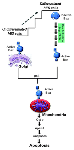 Figure 1. Undifferentiated hES cells have a primed death machinery with Bax already active and localized to the Golgi. In response to DNA damage, undifferentiated hES cells die by 5 h. DNA damage induces the rapid translocation of active Bax from Golgi to mitochondria in a p53-dependent manner. Differentiation of hES cells resets the apoptotic program where Bax is no longer active and the cells are no longer highly sensitive to DNA damage. Once Bax translocates to the mitochondria, the following steps of apoptosis seem to proceed in a similar manner in both undifferentiated and differentiated cells.