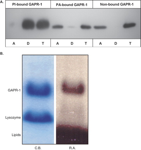 Figure 3. GAPR-1 is modified by PI. (A) Non-bound GAPR-1 (lanes 7–9), GAPR-1 that was bound to liposomes containing PI for 100 min at 37°C (lanes 1–3), or GAPR-1 that was bound to liposomes containing PA for 100 min at 37°C (lanes 4–6), were extracted with TX114. GAPR-1 in the aqueous phase (A), detergent phase (D) and total (T) was analyzed using Western blot. (B) GAPR-1 and lysozyme were incubated with liposomes containing radio-labeled PI. After pelleting the liposomes, proteins were resolved on SDS-PAGE and were visualized using coomassie blue (C.B.). Radioactive material in the polyacrylamide gel was visualized by autoradiography (R.A.).