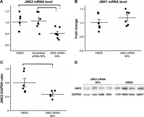 Figure 1 p5RHH-JNK2 siRNA NPs selectively inhibit JNK2 expression at both mRNA and protein levels in aorta from ApoE−/− mice on a Western diet.Notes: (A) RT2-PCR results demonstrate the JNK2-mRNA knockdown by p5RHH-JNK2 siRNA NPs (n=7) compared to HBSS control (n=6, P=0.044) and p5RHH-scrambled siRNA NPs (n=6, P=0.027; one-way ANOVA followed with Scheffé post hoc test). (B) JNK1 mRNA expression is not affected by p5RHH-JNK2 siRNA NP treatment (n=6) compared to HBSS control (n=6). (C and D) Western blot results illustrate JNK2 protein knockdown by p5RHH-JNK2 siRNA NPs (n=5) compared to HBSS control (n=6, P=0.042; unpaired two-sided Student’s t-test). GAPDH was used as internal control. Data presented in dot plots with means ± SE. *P<0.05.Abbreviations: ANOVA, analysis of variance; HBSS, Hanks’ Balanced Salt solution; NPs, nanoparticles; PCR, polymerase chain reaction; RT, reverse transcription; SE, standard error.