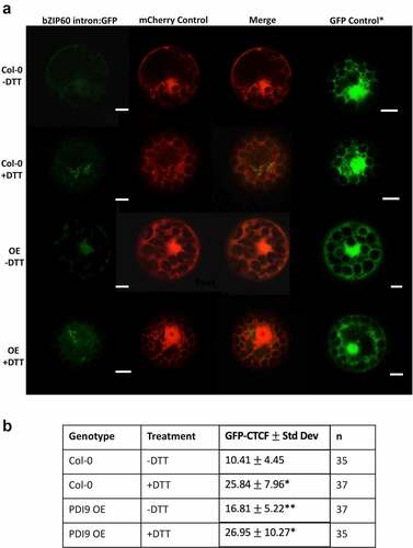 Figure 2. DTT induces and PDI9 modulates splicing of the bZIP60 intron in Arabidopsis protoplasts. a) Representative leaf mesophyll protoplasts transiently expressing the 35S::bZIP60 intron:GFP reporter construct under normal (-DTT) and ER stressed (+DTT) conditions in two genotypes: wild type (Col-0) and the PDI9 OE. Protoplasts co-transfected with the 35S::mCherry served as a control to assess transfection efficiencies between cells. The GFP, mCherry, and a merge of the two channels are shown. A representative separate independent cell from a single-transfection with the GFP control vector is also illustrated (GFP control) showing cytoplasmic accumulation of GFP. Scale bars are indicated at 5 microns, μ μm. b) Corrected total cell fluorescence (CTCF) values in protoplasts expressing the 35S::bZIP60 intron:GFP reporter (untreated, -DTT and treated, +DTT). GFP fluorescence was observed by scanning confocal microscopy, and GFP CTCF values were calculated using ImageJ. Showing statistical difference (p < .001) from one-way ANOVA and Tukey honest significant difference (HSD) post-hoc test between samples expressing 35S::bZIP60 intron:GFP in wild type (Col-0), and OE protoplast cells. Significance with respect to untreated protoplast cells within a genotype group is designated by a single asterisk (*), and significance between genotypes are designated by two (**).