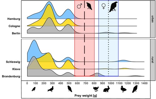Figure 3. Density distribution of prey weights for all six study sites. Dashed (male goshawk, red area) and dotted (female goshawk, blue area) indicate mean maximum additional load, with coloured lines representing standard errors. Pictograms of exemplary prey species are positioned as a reference and according to their body weight.