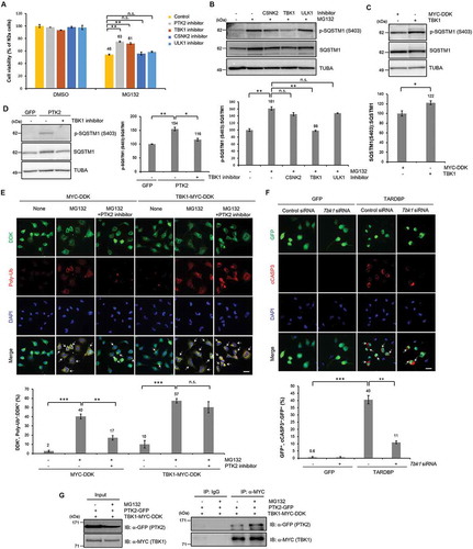 Figure 6. TBK1 inhibition attenuates UPS impairment-induced neuronal toxicity. (A-B) N2a cells were pretreated with a TBK1 inhibitor (1 μM), a CSNK2A1 inhibitor (5 μM), or a ULK1 inhibitor (10 nM) for 30 min and subsequently treated with MG132 (5 μM) for 24 h. (A) A CCK-8 assay was performed to assess the effects of TBK1, CSNK2A1 and ULK1 inhibition on MG132-induced toxicity in N2a cells. TBK1 inhibition significantly reduced MG132-induced toxicity. Data are presented as the mean ± SD of 3 independent experiments. **p < 0.005, n.s., not significant (one-way ANOVA with Bonferroni multiple comparison test). (B) Immunoblot for p-SQSTM1 (S403) and total SQSTM1. TBK1 inhibition significantly decreased the MG132-induced upregulation of p-SQSTM1 (S403). Data are presented as the mean ± SD. **p < 0.005, n.s., not significant (one-way ANOVA with Bonferroni multiple comparison test). (C) N2a cells were transiently transfected with either a control vector (pCMV6-AC-MYC-DDK) or a construct expressing Tbk1 (pCMV6-AC-Tbk1-MYC-DDK) for 2 d. TBK1 overexpression markedly increased the level of p-SQSTM1 (S403). Immunoblot for p-SQSTM1 (S403) and total SQSTM1. Data are presented as the mean ± SD of 3 independent experiments. *p < 0.05 (Student’s t-test). (D) N2a cells were transiently transfected with either a Gfp (pGFP) or a Ptk2-GFP (pGFP-Ptk2) vector for 2 d and subsequently treated with TBK1 inhibitor (1 μM) for 24 h. Immunoblot for p-SQSTM1 (S403) and total SQSTM1. TBK1 inhibition significantly suppressed the phosphorylation of SQSTM1 induced by PTK2 overexpression. *p < 0.05, **p < 0.005 (one-way ANOVA with Bonferroni multiple comparison test). (E) N2a cells were transiently transfected with either a MYC-DDK or a Tbk1-MYC-DDK vector for 2 d. The Tbk1-transfected cells were pretreated with a PTK2 inhibitor (5 μM) for 30 min and subsequently treated with MG132 (5 μM) for 24 h. PTK2 inhibition did not affect MG132-induced toxicity in TBK1-overexpressing cells. Immunocytochemistry to detect DDK (green), poly-ubiquitin (red), or DAPI (nuclei; blue). The percentage of DDK-positive cells that were positive for poly-ubiquitin is shown (lower). Data are presented as the mean ± SD of 3 independent experiments. **p < 0.005, ***p < 0.001, n.s., not significant (one-way ANOVA with Bonferroni multiple comparison test). Scale bars: 10 μm. (F) N2a cells were transiently transfected with control siRNA or Tbk1 siRNA for 24 h. The Tbk1 siRNA-transfected cells were co- transfected with a plasmid containing either Gfp- or TARDBP-Gfp for 2 d. Immunocytochemistry to detect cCASP3 (red) or DAPI (nuclei; blue). Knockdown of Tbk1 greatly attenuated TARDBP-induced cell death. The percentage of GFP-positive cells that were positive for cCASP3 is shown (lower). Data are presented as the mean ± SD of 3 independent experiments. **p < 0.005, ***p < 0.001 (one-way ANOVA with Bonferroni multiple comparison test). Scale bars: 10 μm. (G) N2a cells were co-transfected with a Tbk1-MYC-DDK or a Ptk2-GFP vector for 2 d and subsequently treated with MG132 (5 μM) for 24 h. Cell lysates were immunoprecipitated with anti-GFP or anti-MYC antibodies. TBK1 physically interacted with PTK2 in physiological and UPS-impaired conditions.