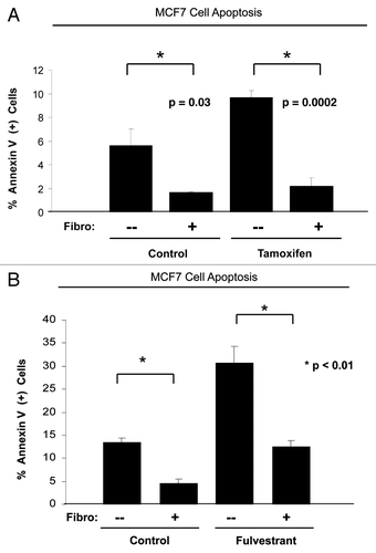 Figure 1. Fibroblasts induce resistance to hormonal therapy in MCF7 cells. (A) MCF7 cells were plated in homotypic culture or in coculture with fibroblasts at a ratio of 1:5 MCF7 cells to fibroblasts. The next day, cells were treated with 10 µM tamoxifen or vehicle alone (ethanol, control media) for 24 h. Apoptosis was measured with annexin V staining. Note that MCF7 cells in coculture are resistant to tamoxifen-induced apoptosis (4.4-fold reduction), compared with MCF7 single cells treated with tamoxifen (compare third and fourth bar) (p = 0.0002). (B) MCF7 cells were plated in homotypic culture or in coculture with fibroblasts at a ratio of 1:5 MCF7 cells to fibroblasts. The next day, cells were treated with 10 µM fulvestrant or vehicle alone (DMSO, control media) for 48 h. Apoptosis was measured with annexin V staining. Note that MCF7 cells in coculture show a ~2.5-fold reduction of fulvestrant-induced apoptosis compared with single cell culture treated with fulvestrant (p = 0.01). These results suggest that fibroblasts induce tamoxifen-resistance.
