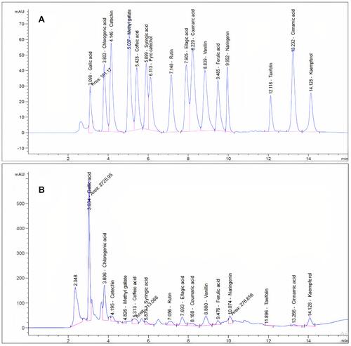 Figure 1 HPLC chromatogram: (A) standard mixture of polyphenolic compounds; (B) ethanolic extract of P. indica aerial parts.