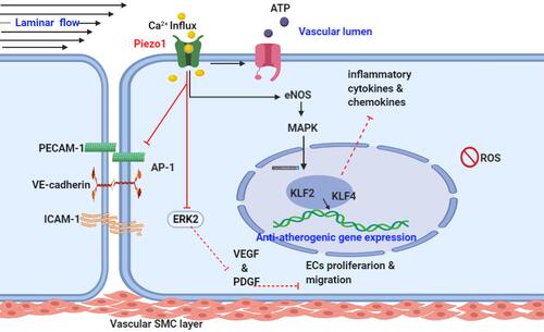 Figure 2 Piezo1 flow induced anti-atherogenic signaling mechanism: schematic diagram, demonstrating laminar flow (anti-atherogenic flow) activates Piezo1 channel, leading to Ca2+ influx and then triggers the generation of eNOS that leads to the expression of KLF2 & KLF4 through MAPK and results in the deactivation of adhesion molecules and AP-1 (red inhibition arrow) as well as downregulations of growth factors VEGF/PDGF, proinflammatory chemokines and cytokines, cell proliferation and migration followed by anti-atherogenic gene expression and athero-protection.