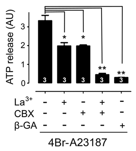 Figure 9. ATP release induced by a calcium ionophore is mediated by connexin hemichannels and Panx1 channels. Average levels of extracellular ATP after treatment with 2.5 μM 4Br-A23187 alone or preincubated with 5 μM CBX, a Panx1 channel blocker, 200 μM La3+, a connexin hemichannel blocker or combination of the 2 blockers, or with 18 β-GA (50 μM), a Panx1 channel and Cx HC blocker. Each bar represents the mean ± SEM of at least 4 experiments. The mean of each group was compared with ATP alone using a one way ANOVA and a post-test of Dunns. *P < 0.05, **P < 0.01.
