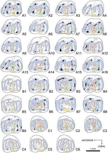 FIGURE 3. Colorized pattern for upper teeth of Caecocricetodon yani, gen. et sp. nov. A1, V 26104.44, right M1; A2, V 26104.51, left M1; A3, V 26104.12, right M1; A4, V 26104.50, left M1; A5, V 26104.45, right M1; A6, V 26104.53, left M1; A7, V 26104.13, left M1; A8, V 26104.10, left M1; A9, V 26104.47, left M1; A10, V 26104.54, right M1; A11, V 26104.19, left M1; A12, V 26104.33, right M1; A13, V 26104.48, right M1; A14, V 26104.8, right M1; A15, V 26104.16, right M1; A16, V 26104.39, left M1; B1, V 26104.74, left M2; B2, V 26104.69, left M2; B3, V 26104.77, left M2; B4, V 26104.81, right M2; B5, V 26104.75, left M2; B6, V 26164.70, left M2; B7, V 26104.79, right M2; B8, V 26104.83, left M2; B9, V 26104.85, right M2; C1, V 26104.139, right M3; C2, V 26104.141, right M3; C3, V 26104.142, right M3; C4, V 26104.144, left M3; C5, V 26104.145, right M3; C6, V 26104.134, right M3; A2, A4, A6, A7, A8, A9, A11, A16, B1, B2, B3, B5, B6, B8, and C4 are reversed. Color reference: blue, main lophs including anteroloph, mesial and distal protolophules, metalophule and posteroloph; green, red, orange, sky blue, purple and brown, mesolophs; yellow, labial cingulum.
