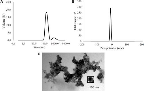 Figure 5 Physical characteristics of the suspension: (A) particle size distribution; (B) distribution of particles over zeta potential; (C) TEM photograph of nanoparticles.