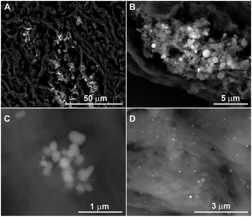 Figure 3. Example BSE images of in-situ aggregates of particles. (A) Polymineralic particle clusters. (B) Monomineralic cluster of calcium phosphate granules. (C) Monomineralic cluster of titanium dioxide. (D) Loose aggregate of mercury spheres.