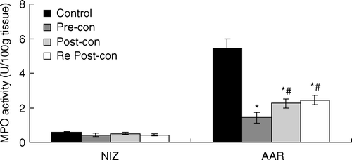 Figure 4.  Bar graph showing myeloperoxidase (MPO) activity in the NIZ and AAR. AAR = area at risk; NIZ = nonischemic zone; Pre-con = Ischemic Preconditioning; Post-con = Ischemic Postconditioning; Re Post-con = Remote Postconditioning. MPO activity in the NIZ was low and comparable among the four groups. However, MPO activity in the AAR was significantly less in Pre-con, Post-con and Re Post-con than that in Control. MPO activity in the AAR of Pre-con was significantly lower than that of Post-con and Re Post-con. *p < 0.01 Pre-con, Post-con and Re Post-con vs. Control. #p < 0.05 Post-con and Re Post-con vs. Pre-con. Values are means±SD.