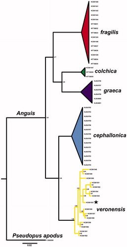 Figure 1. Bayesian phylogenetic tree of Anguis spp. representatives, created with 765 bp of ND2 gene alignment. The tree was created using GTR + I +G model of substitution, as suggested by jModelTest 2.1.10 (Guindon & Gascuel Citation2003; Darriba et al. Citation2012). Tree was generated with 10,000,000 MCMC generations and 25% of burn-in. The individual used for mitogenome sequencing is marked with a star. A homologous sequence of Pseudopus apodus was used as an outgroup. Genbank accession numbers and Bayesian posterior probabilities of nodes are shown on the tree.