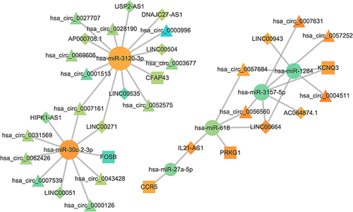 Figure 5 The ceRNA network for characteristic genes. The size of the point indicates the connectivity. The greater the point is, the greater the connectivity is. Circular nodes represent miRNA, triangular nodes represent circRNA, square nodes represent mRNA, and diamond nodes represent lncRNA.