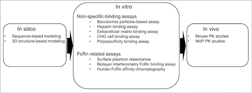 Figure 3. Example roadmap for pharmacokinetic screening strategy Level screening 1 would consist of the in silico screening. Level screening 2 would be an in vitro study; this phase could include examination of non-specific and FcRn binding. Subsequent level screening 3 may be performed in vivo studies in established “humanized” models such as human FcRn mouse models followed by non-human primate studies.