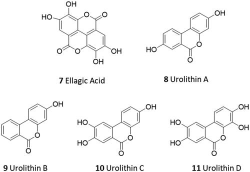 Figure 3. Chemical structures of ellagic acid (7) and urolithins A–C (8–11).