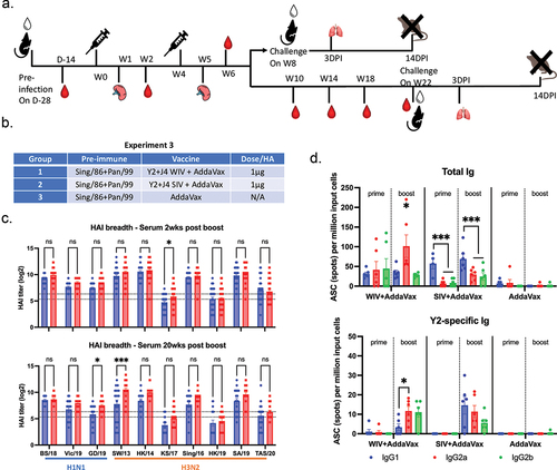 Figure 5. COBRA-IIVs plus AddaVax elicited long-lasting broadly reactive antibodies and recalled memory B cells in pre-immune mice.