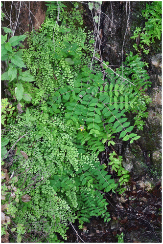 Photo 2. Vue du groupement à Hypericum hircinum – Adiantum capillus-veneris de Corse (photo J.-M. Royer).