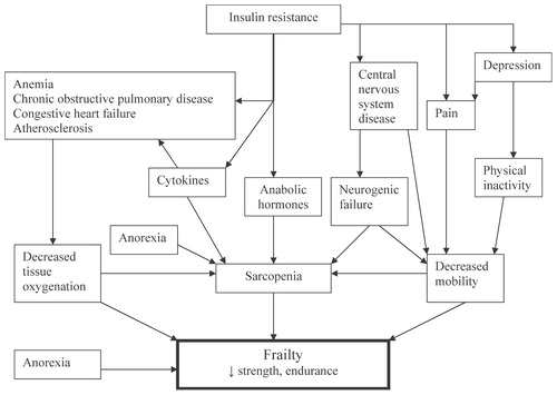 Figure 1. Factors involved in the pathophysiology of frailty.