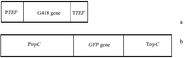 Figure 1. Diagrams of plasmid vector used in this study. (a) 1.3 kb fragment of pFA6-kanmx4 plasmid and (b) 2.6 kb fragment of pEGFP75 plasmids. PTEF: A. gossypii TEF promoter, TTEF: A. gossypii TEF terminater, PtrpC: A. nidulans tryptophane promoter, TtrpC: A. nidulans tryptophane terminator regions.