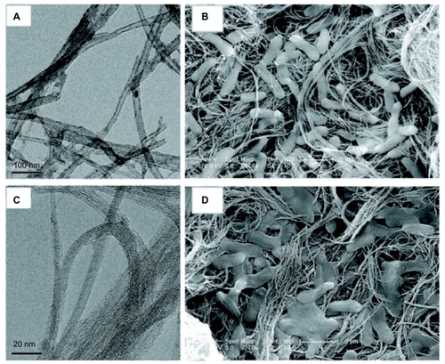 Figure 5 The diameter of the carbon nanotubes determined by transmission electron microscopy (A and C) predicts antimicrobial behavior as visible in scanning electron micrographs (B and D).Citation53 A mat-like surface made of multiwalled carbon nanotubes (A) inactivates a small percentage of Escherichia coli, visible as abnormal and flattened bacteria on the surface (B). Single-walled carbon nanotubes (C), having a smaller diameter, inactivate a greater percentage of bacteria, causing significant structural disruption and bacterial death (D).Note: Reprinted with permission from Kang S, Mauter MS, Elimelech M. Microbial cytotoxicity of carbon-based nanomaterials: implications for river water and wastewater effluent. Environ Sci Technol. 2009;43(7):2648–2653. Copyright 2009 American Chemical Society.