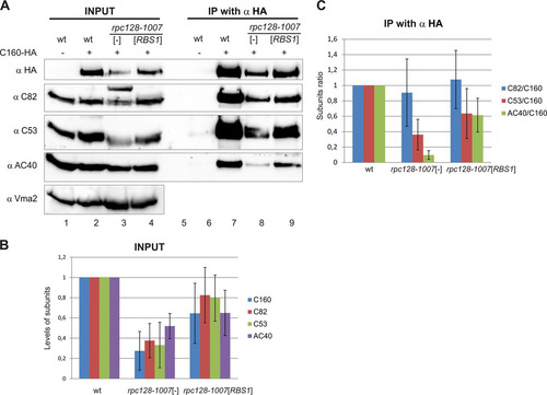 FIG 8 The defect of Pol III assembly in the rpc128-1007 mutant is partially rescued by overproduced Rbs1. Extracts were prepared from control wild-type cells and cells encoding C160-HA (wild-type and rpc128-1007 mutant) transformed with empty vector ([-]) or a multicopy plasmid with the RBS1 gene (input). Pol III was immunoprecipitated from yeast extracts by HA-specific antibody (IP with α HA). (A) Primary extracts (lanes 1 to 4) and IP fractions (lanes 6 to 9) were examined by Western blotting with antibody specific for HA, C82, C53, AC40, or Vma2 (used as a loading control). An additional higher band which was repeatedly recognized by anti-C82 antibody in mutant cells appeared to be a result of an unspecific cross-reaction. Lane 5 is empty and separates input from IP with anti-HA. (B) Quantification of the levels of Pol III subunits in total extracts from the rpc128-1007 mutant transformed with empty vector or a multicopy plasmid with the RBS1 gene. Band intensities from Western blot images were quantified by MultiGauge v3.0 software (Fujifilm). Bars represent the means with standard deviations from three independent experiments. Levels from the wild-type strain were assumed to be 1. (C) Quantification of the amount of Pol III subunits coimmunopurified with C160 from extracts of the rpc128-1007 mutant transformed with empty vector or a multicopy plasmid with the RBS1 gene. Bands intensities from Western blot images were calculated as for panel B. The subunit ratios in the wild-type, rpc128-1007 [-], and rpc128-1007 [RBS1] strains were calculated and referred to levels of the respective subunits in the wild-type strain, which were assumed to be 1.